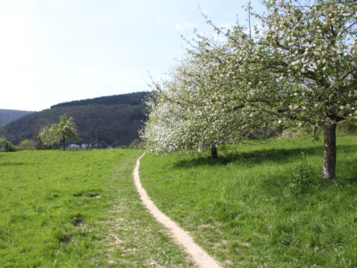 NSG Streuobstwiesen Kleingemünd